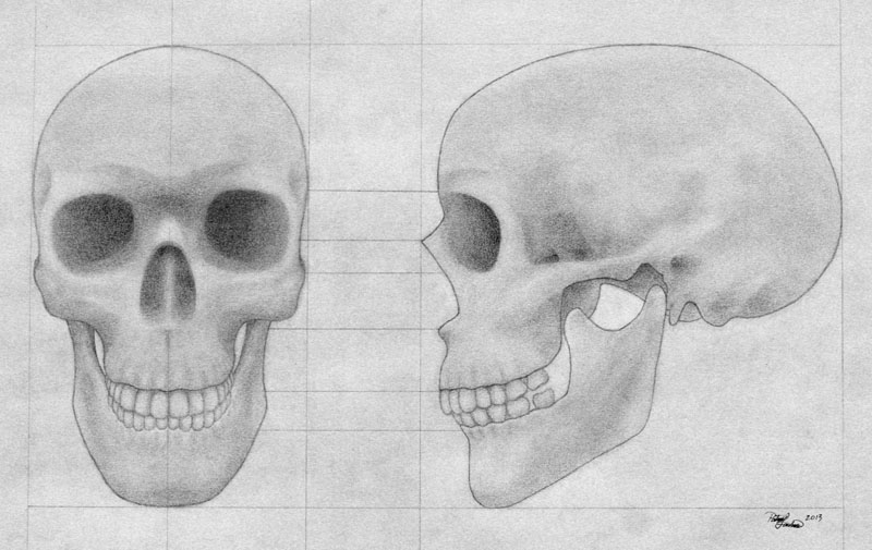 Skull